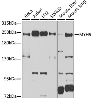 MYH9 Antibody