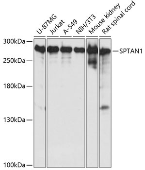 SPTAN1 Antibody