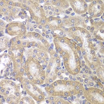 KRT17 Antibody