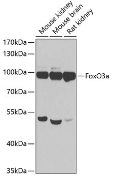 FoxO3a Antibody