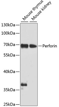 Perforin Antibody