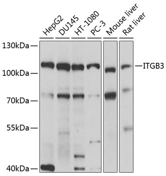 ITGB3 Antibody