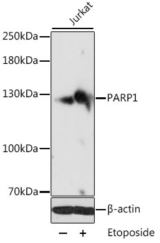 PARP1 Antibody