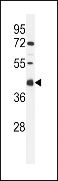 CI091 Antibody