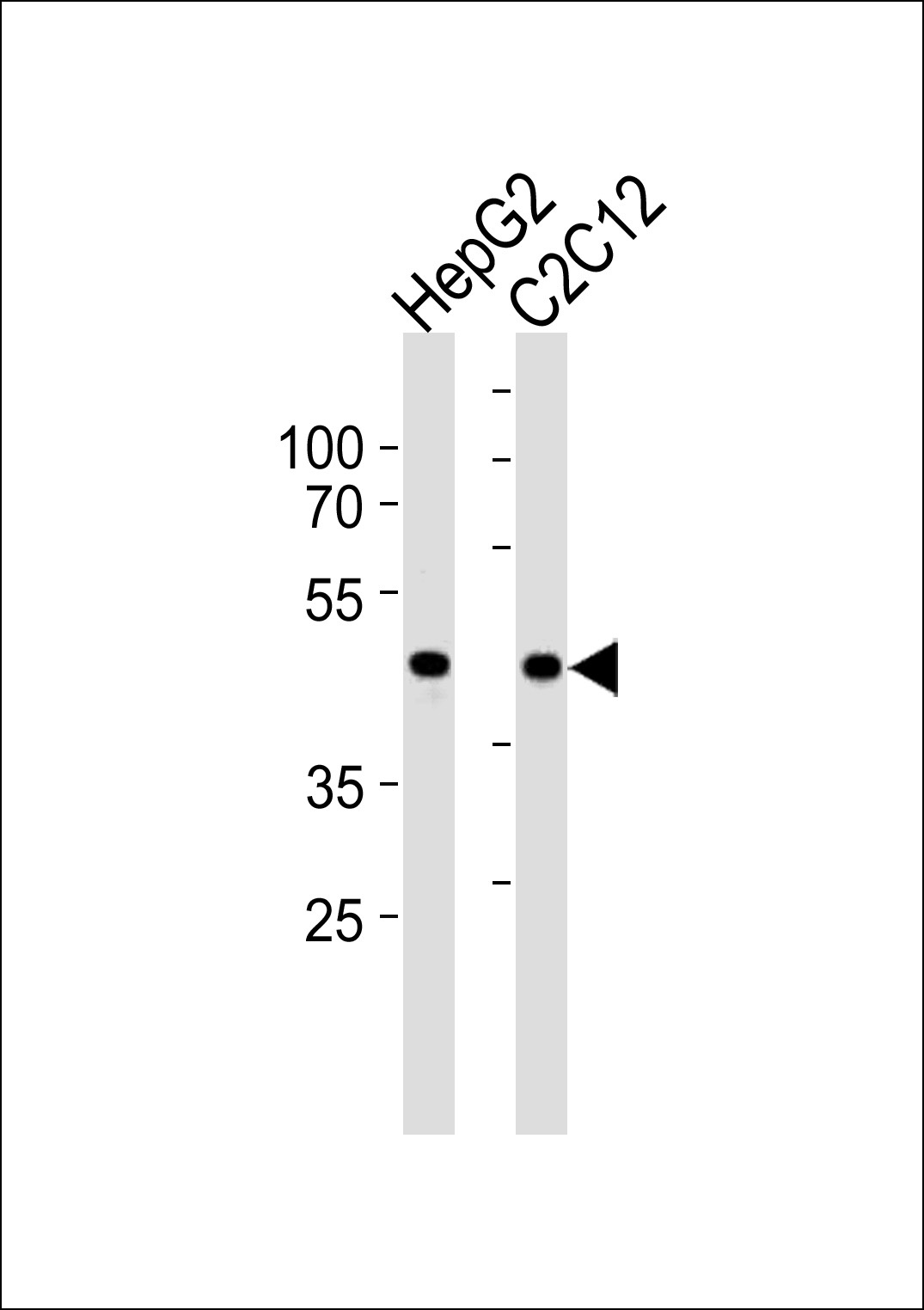 SMAD3-S208 Antibody
