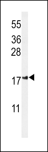 IMP2L Antibody