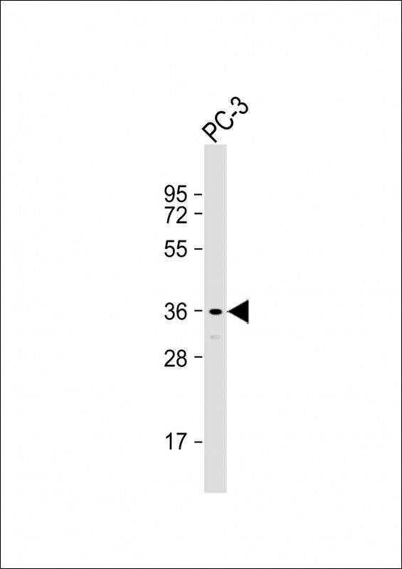 SPDYA Antibody