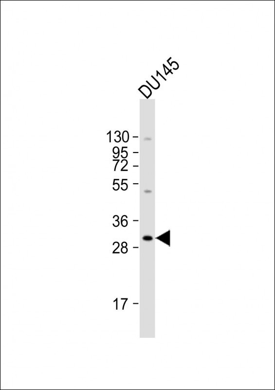 BASP1 Antibody