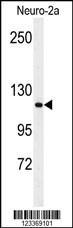 RERE Antibody