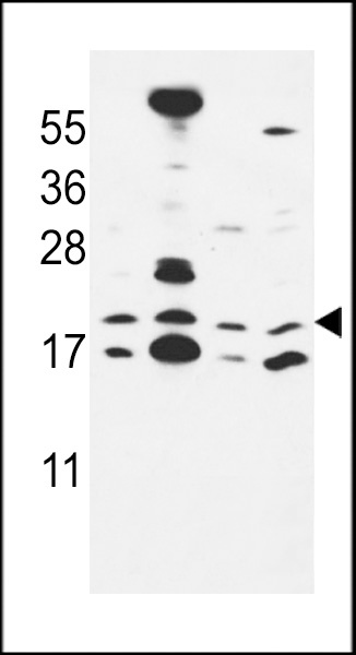 CNPY2 Antibody
