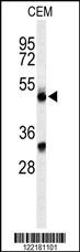 CFP Antibody