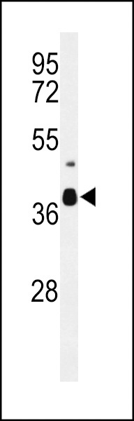 C3orf58 Antibody