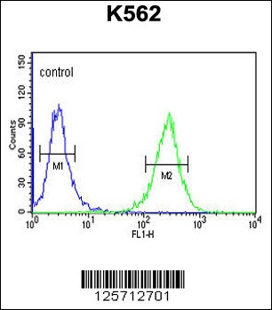 B3GAT1 Antibody