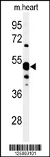 NT5C1A Antibody