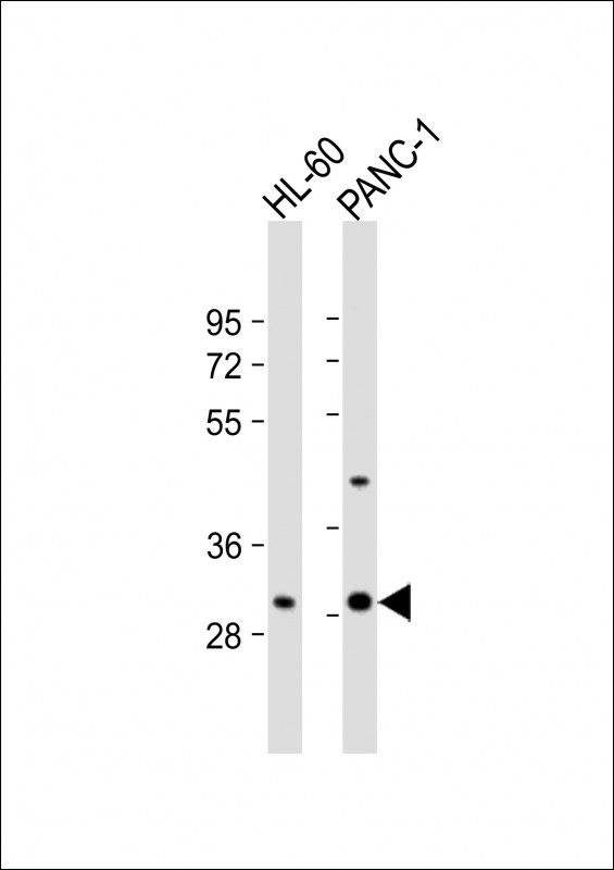 RGR Antibody