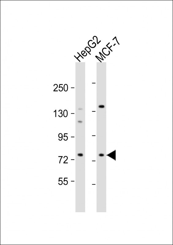 DCP1B Antibody