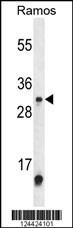 METTL1 Antibody