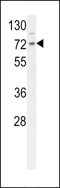 DNAJC2 Antibody