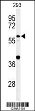 CDC45 Antibody