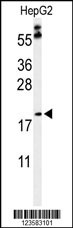 PXMP2 Antibody