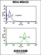 GSTK1 Antibody