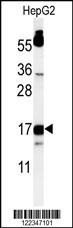 TYROBP Antibody