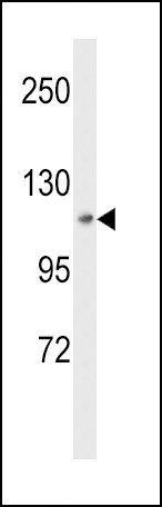 MAP4K3 Antibody