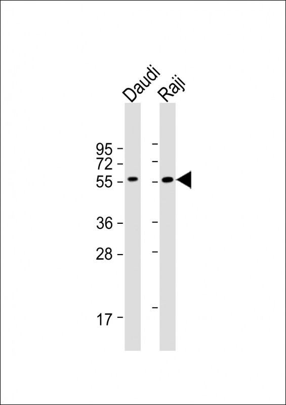 FCRL4 Antibody