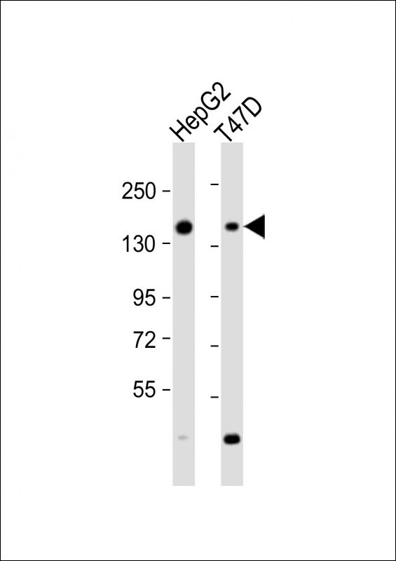 GLG1 Antibody