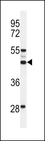 OST alpha Antibody