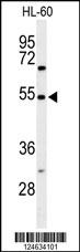 GRPR Antibody