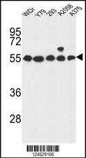 GPR180 Antibody