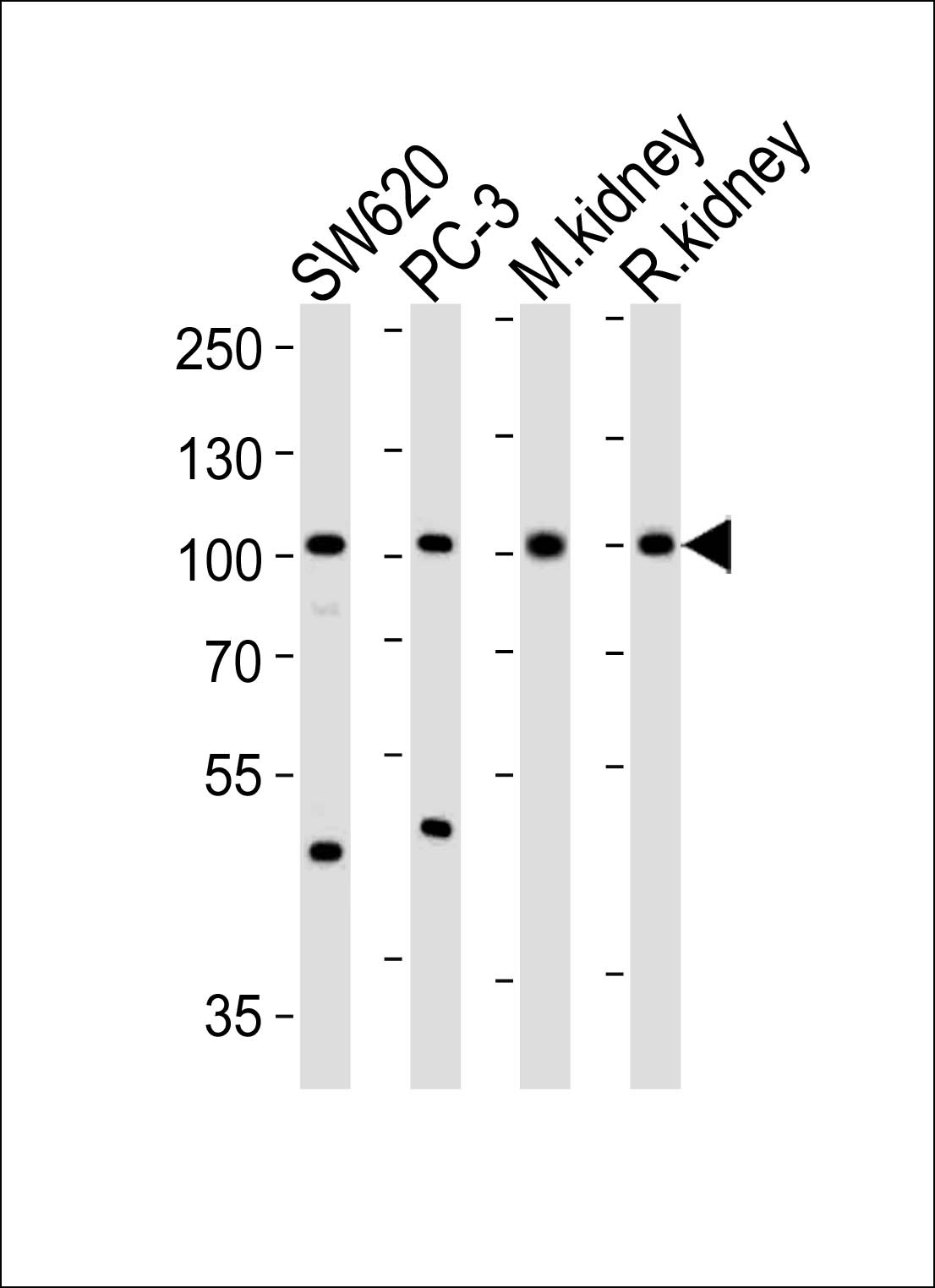 SUPV3L1 Antibody