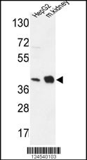 NDUFA10 Antibody