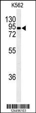 EFHC2 Antibody