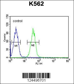 EFHC2 Antibody