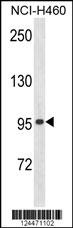 ZNF473 Antibody