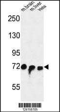 STRIP1 Antibody