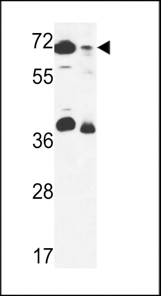 GSPT2 Antibody