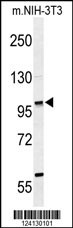 ZNF451 Antibody
