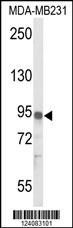 IL17RD Antibody