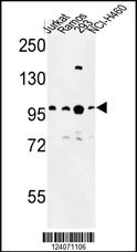 BCL11A Antibody