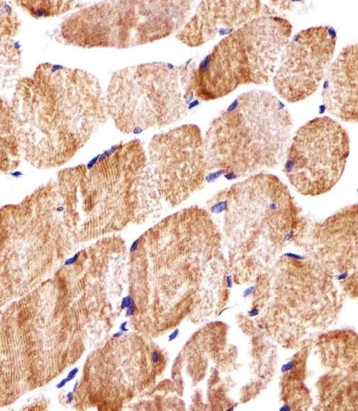 COX6A2 Antibody