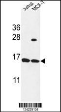 SPRR1A Antibody