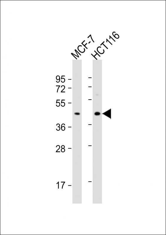 PSG3 Antibody