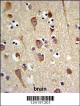 LUC7L2 Antibody
