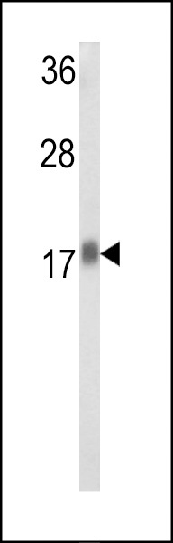 RPL31 Antibody