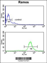 EIF2A Antibody