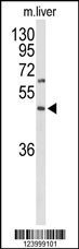 GPR160 Antibody