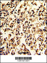 SERPINA9 Antibody